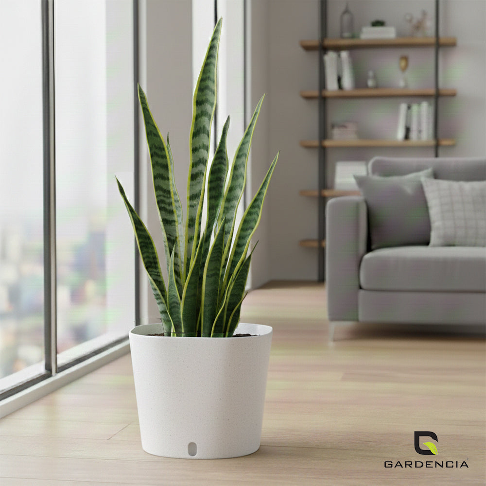 Gardencia Cube 6/12" Self Watering Square Pot