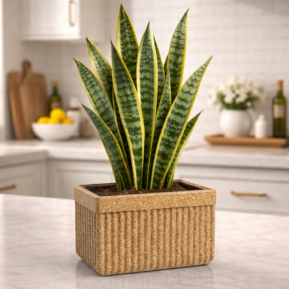 GARDENCIA Roto Tiny 03 Self Watering Rectangular Planter Pot 11"