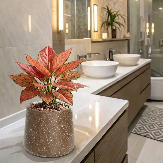 Roto Tiny 07 Self Watering Pot