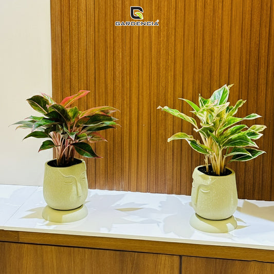 Face Kraft 6" Self Watering Pot