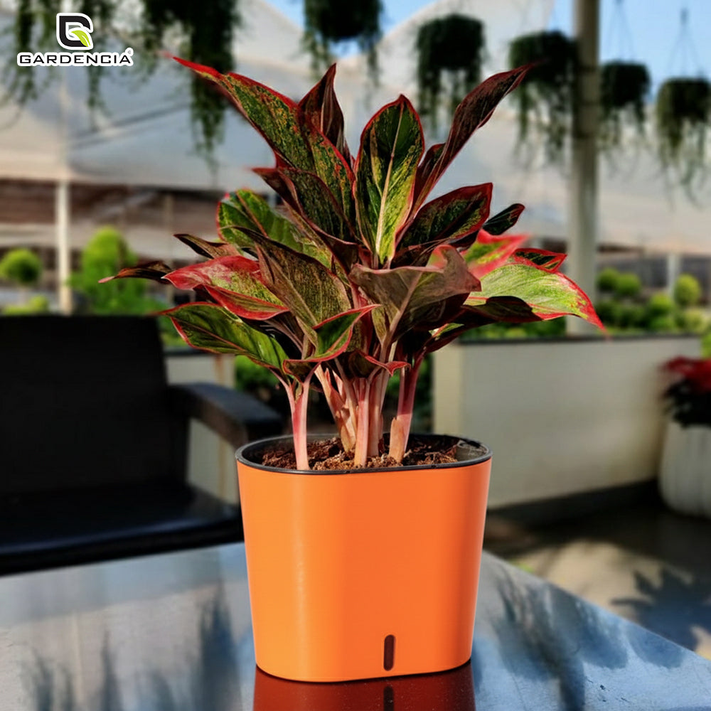 GARDENCIA CAVENDER 7" Self-Watering Pot – Decorative Indoor Planter with Built-in Water Reservoir for Home, Garden & Office Use