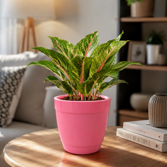 Kiwi Pot