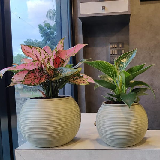 Jupiter Self Watering Pot