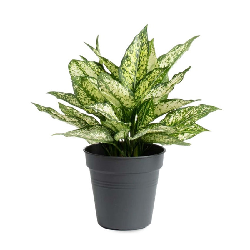 Aglaonema Snow White