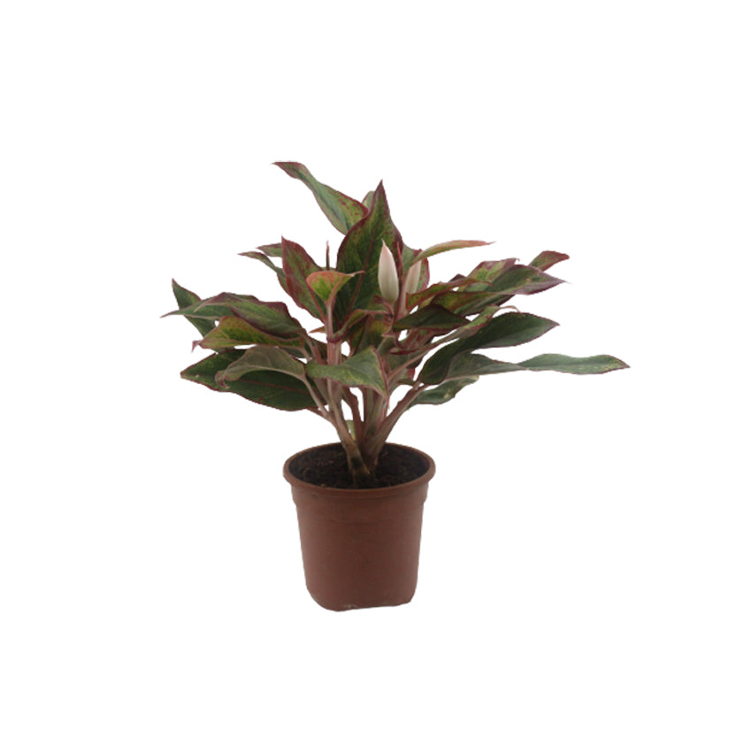 Aglaonema Lipstick Plant