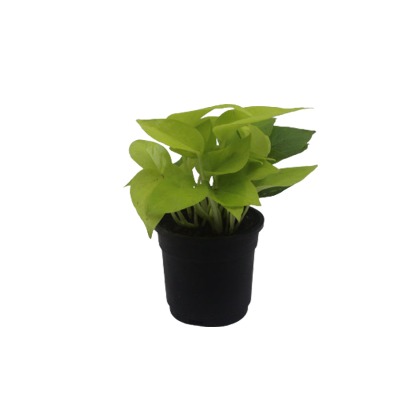 Money Plant Golden