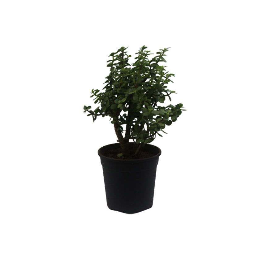 Z Plant