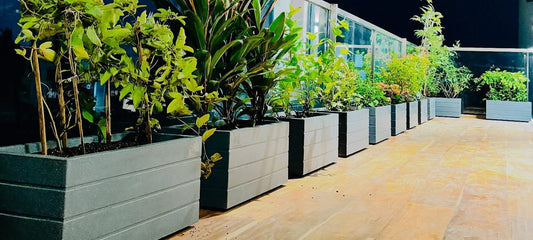 5 Essential Things to Know About Plant Pots for Your Garden