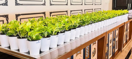 Plastic Pots: The Ultimate Guide to Benefits, Uses & Maintenance