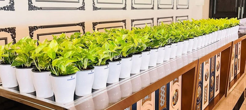 Plastic Pots: The Ultimate Guide to Benefits, Uses & Maintenance