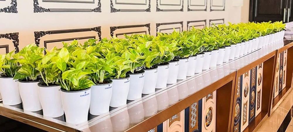 Plastic Pots: The Ultimate Guide to Benefits, Uses & Maintenance