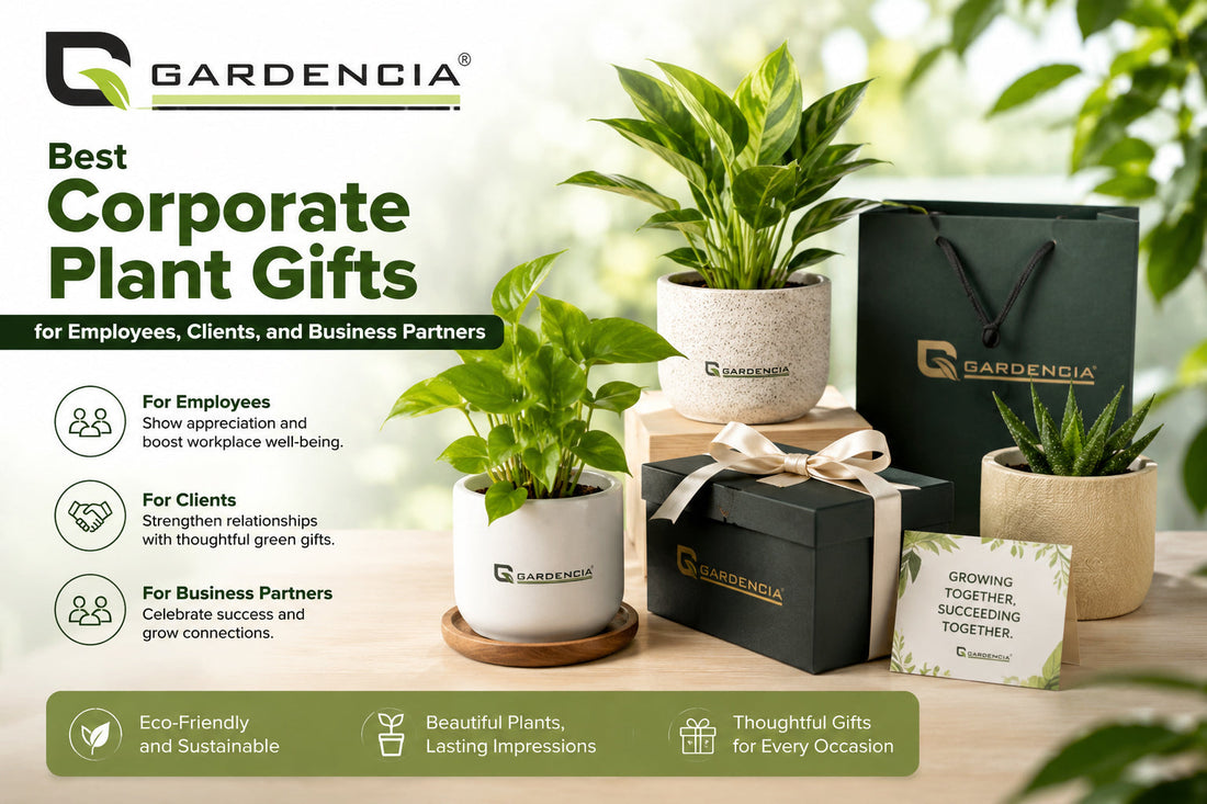 Corporate plant gift set with premium pot, Bulk corporate plant gift options 