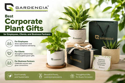 Corporate plant gift set with premium pot, Bulk corporate plant gift options 