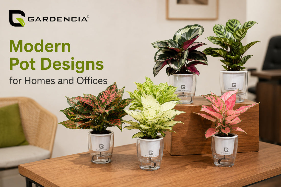 Modern Pot Designs for Homes and Offices