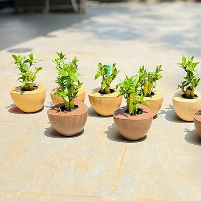 Aqua Wooden Planters