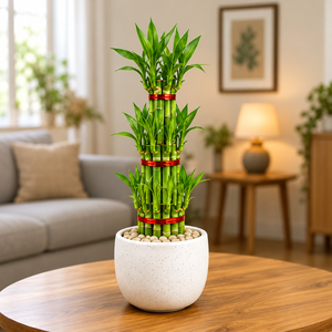 Plants Tips and Care