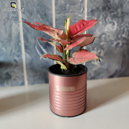GARDENCIA Metal Flower Pot 4"