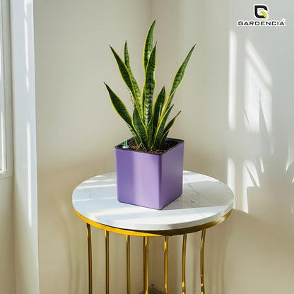 Gardencia Columbus Self Watering Square Pot with Water Level Indicator Modern Planters with Automatic Watering System, Best Flower Pots for Home Decore, Living Room, Table Top Available In Multi Colours
