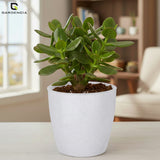 Vistara Self Watering Pot