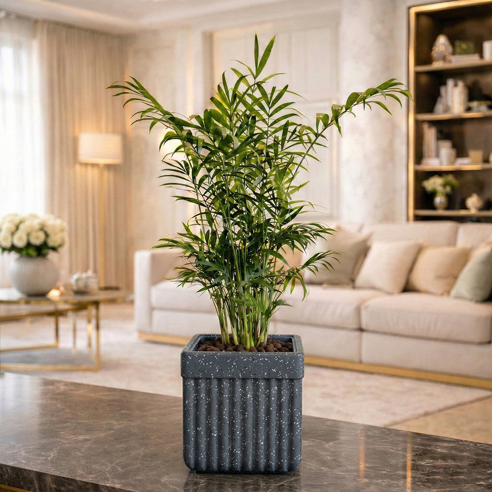 indoor plant pots square GARDENCIA Roto Tiny 02 Self Watering 6 Inch Square Plant Pot –