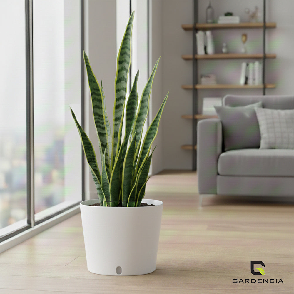 Gardencia Cube 6/12" Self Watering Square Pot