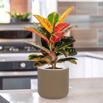 Gardencia Lorenzo Self Watering  Pot 5 Inch - Flower Pots & Indoor Planters for Home Decore, Living Room, Kitchen, Bedroom, Office Desk, Gifting
