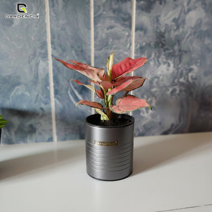 GARDENCIA Metal Flower Pot 4"