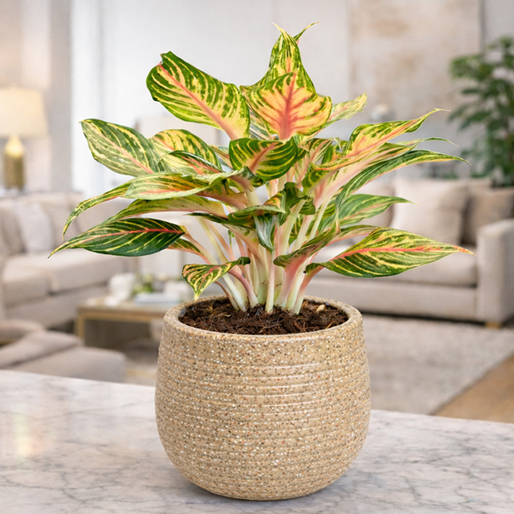 GARDENCIA Roto Tiny 01 Self Watering Round Planter Pot 7"