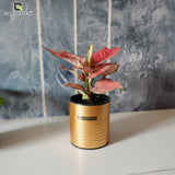 GARDENCIA Metal Flower Pot 4"