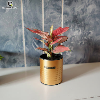 GARDENCIA Metal Flower Pot 4"