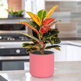 Gardencia Lorenzo Self Watering  Pot 5 Inch - Flower Pots & Indoor Planters for Home Decore, Living Room, Kitchen, Bedroom, Office Desk, Gifting