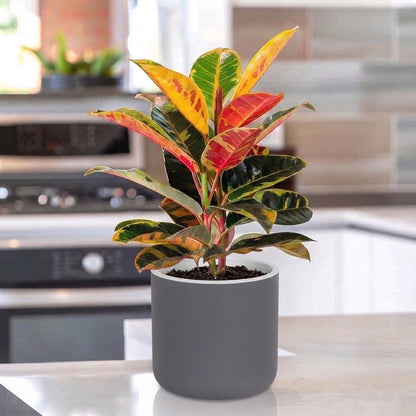 Gardencia Lorenzo Self Watering  Pot 5 Inch - Flower Pots & Indoor Planters for Home Decore, Living Room, Kitchen, Bedroom, Office Desk, Gifting