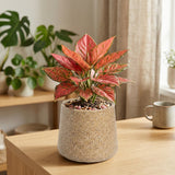 GARDENCIA Roto Tiny 07 Self Watering Round Pot 6"