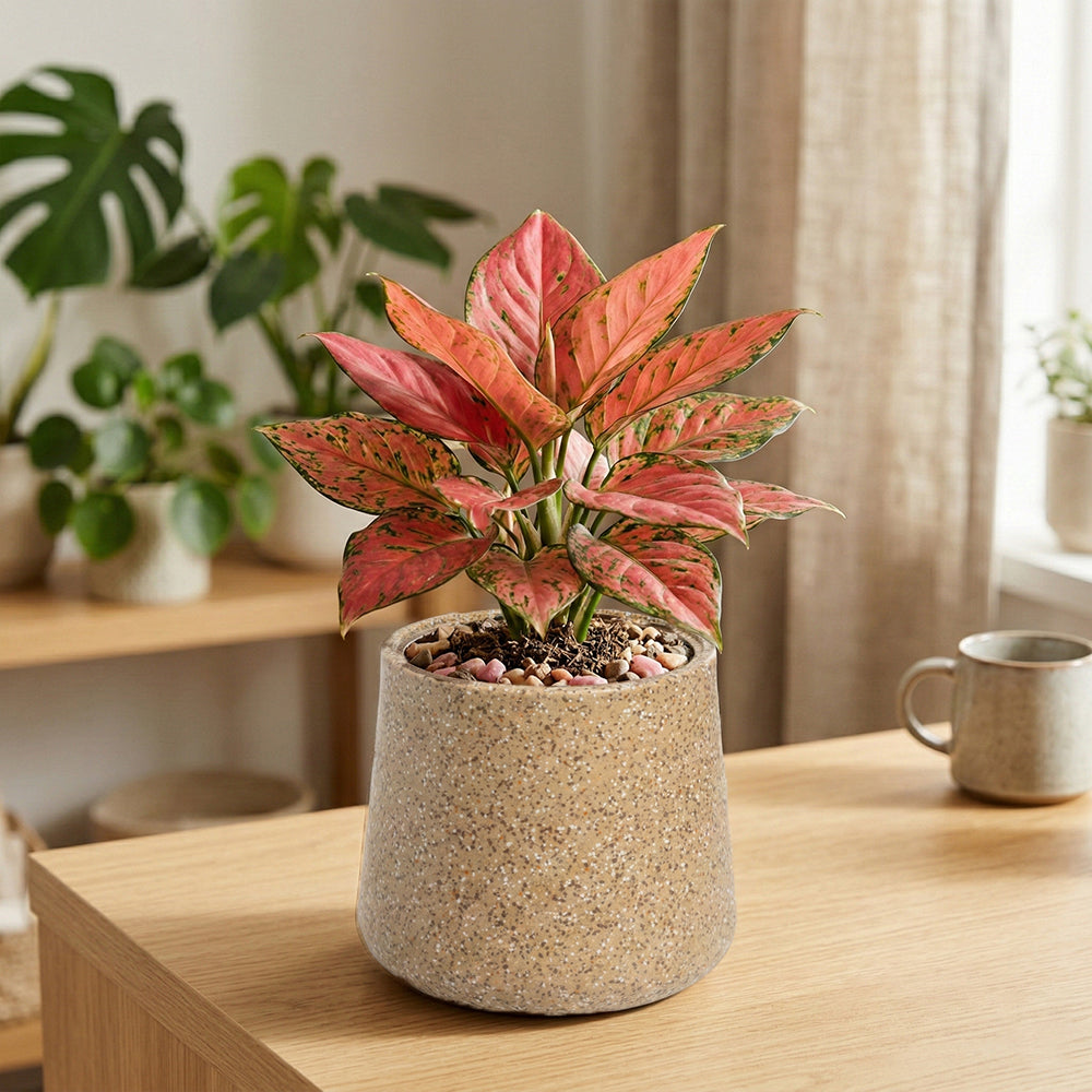 GARDENCIA Roto Tiny 07 Self Watering Round Pot 6"