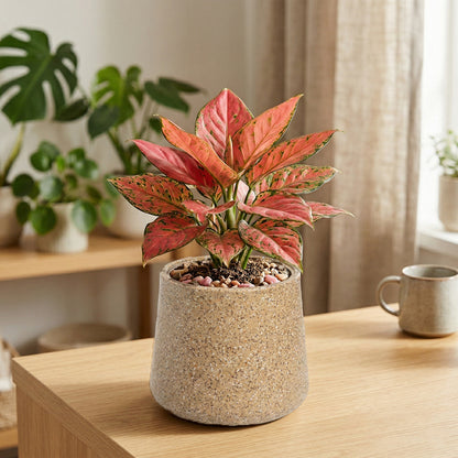 GARDENCIA Roto Tiny 07 Self Watering Round Pot 6"