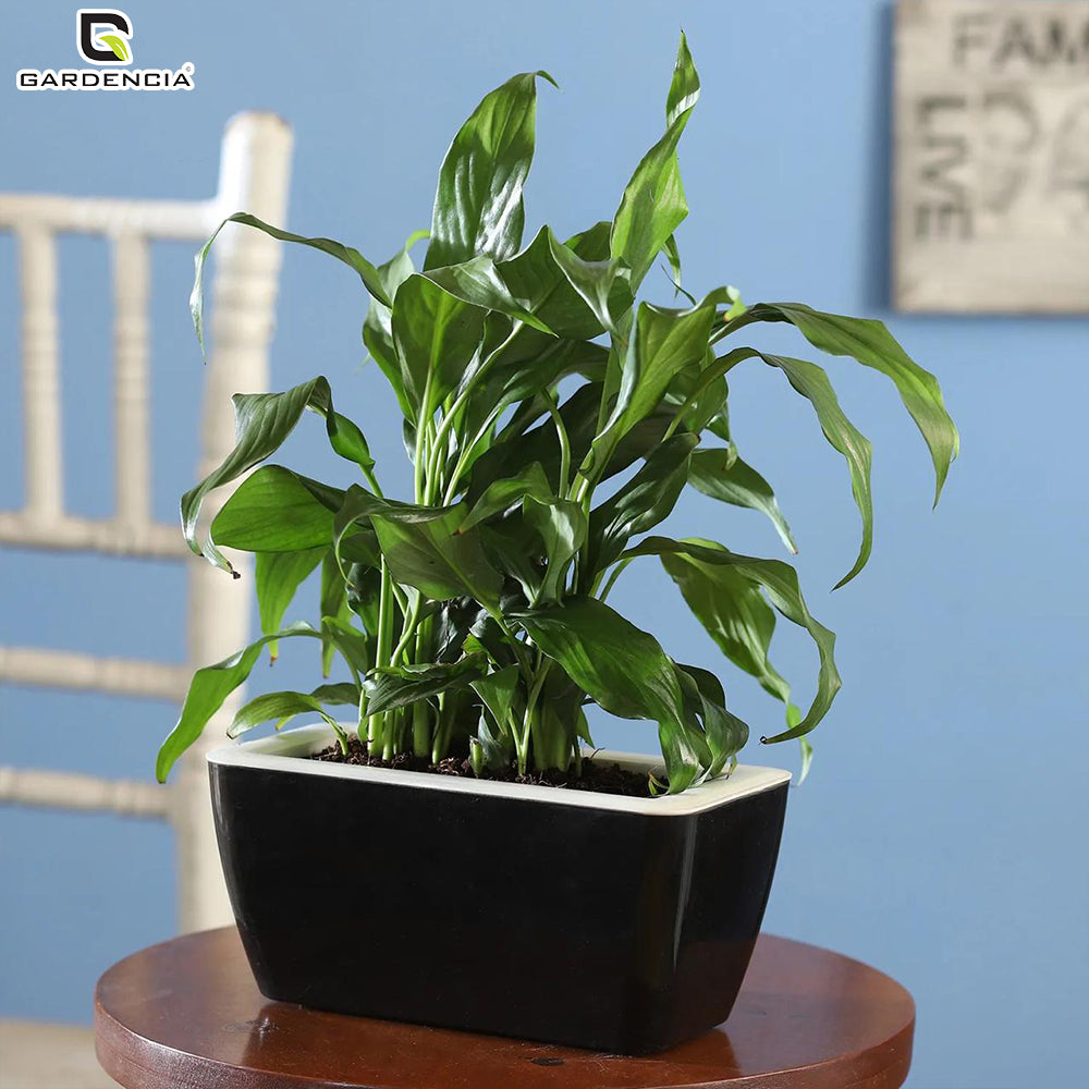 GARDENCIA Recta Self Watering Rectangle 100% Virgin Plastic Pots for Plants | Modern Design | Indoor and Outdoor Flower Pot for Home/Office/Table/Garden/Balcony Decoration | 14 inch