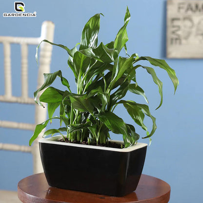GARDENCIA Recta Self Watering Rectangle 100% Virgin Plastic Pots for Plants | Modern Design | Indoor and Outdoor Flower Pot for Home/Office/Table/Garden/Balcony Decoration | 14 inch