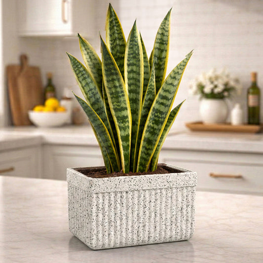 Roto Tiny 03 Self Watering Pot