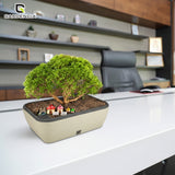GARDENCIA Contessa Self Watering Planter | 15 x 11 x 4.5 Inch | Polypropylene with UV Protection | Matt Finish Indoor Outdoor Rectangular Pot for Plants