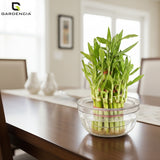 GARDENCIA Lucky Bamboo Plant Pot, Indoor Live Bamboo Plants for Home Decor, Living Room, Office, Desk Decoration, 2-Layer System with Drainage Platform, Round Bowl Shape