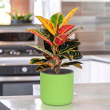Gardencia Lorenzo Self Watering  Pot 5 Inch - Flower Pots & Indoor Planters for Home Decore, Living Room, Kitchen, Bedroom, Office Desk, Gifting