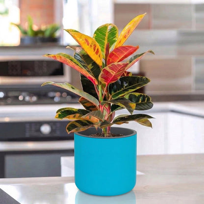 Gardencia Lorenzo Self Watering  Pot 5 Inch - Flower Pots & Indoor Planters for Home Decore, Living Room, Kitchen, Bedroom, Office Desk, Gifting