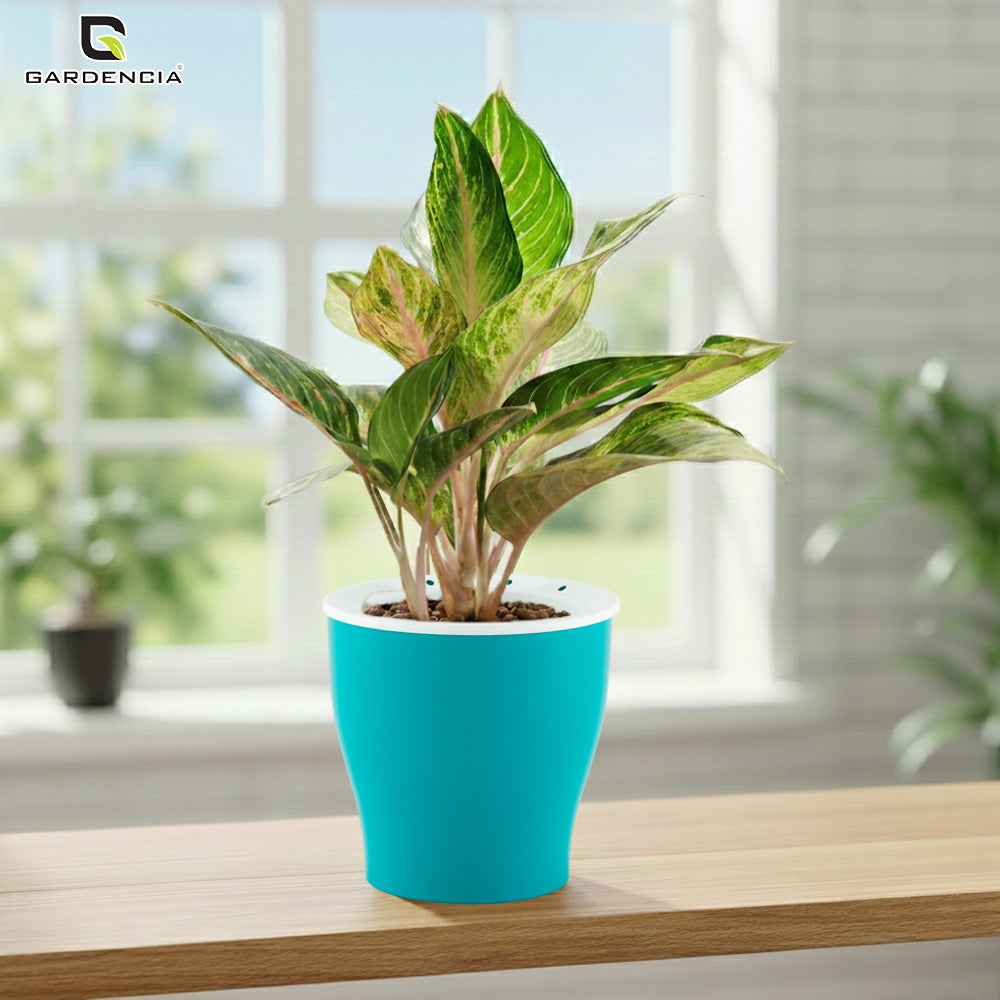 GARDENCIA Cone Self Watering Planter 6/8"