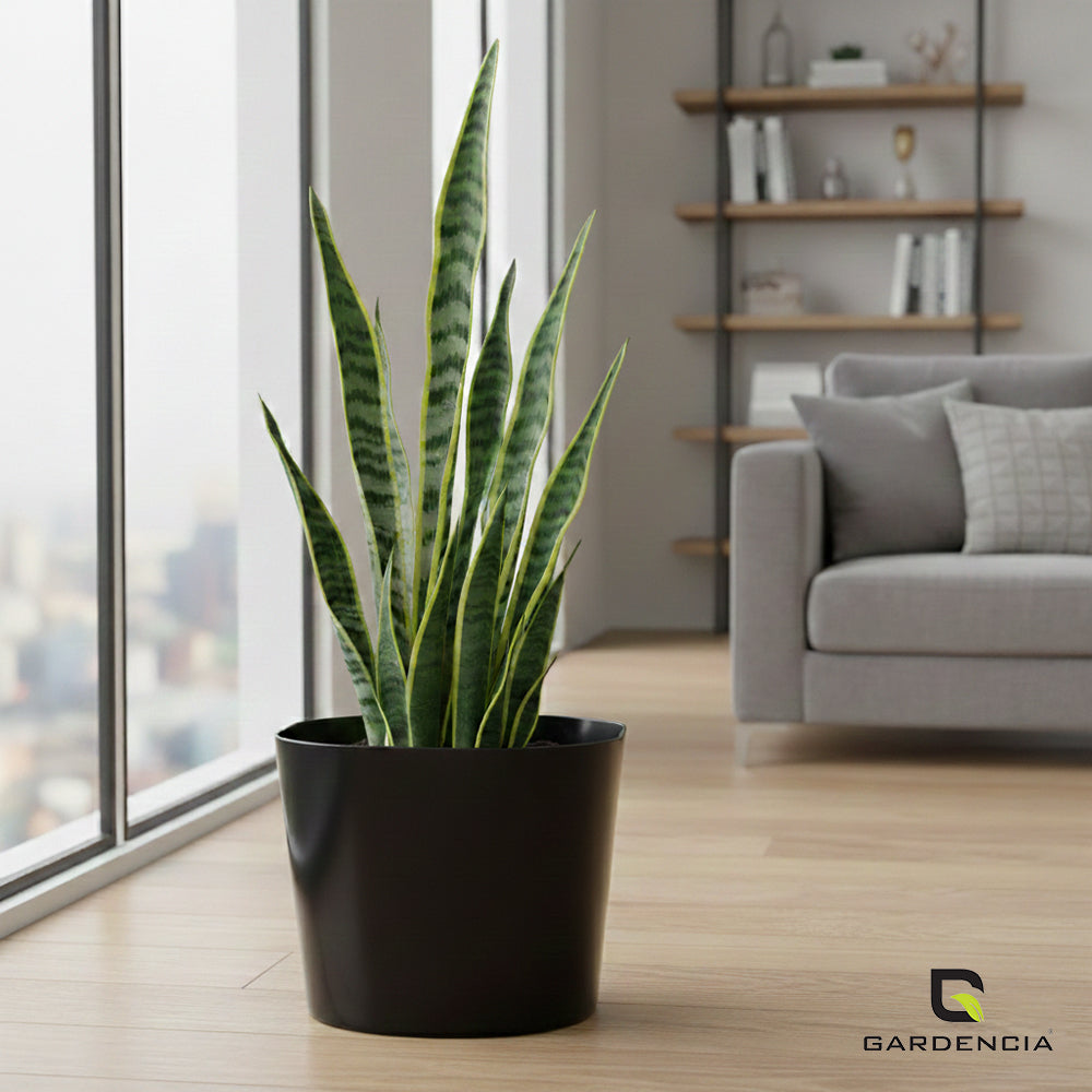 Gardencia Cube 6/12" Self Watering Square Pot