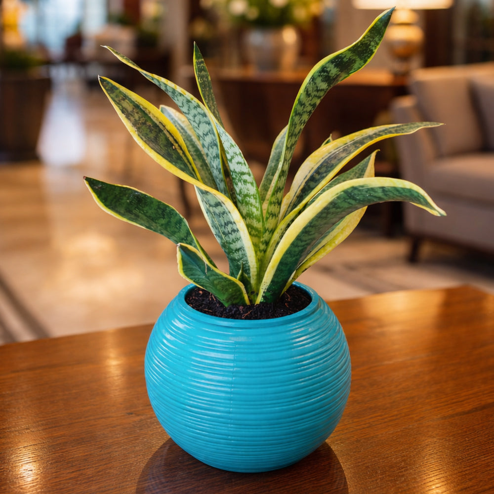 GARDENCIA Jupiter 4/5/6 inch Self Watering Planter Pot | Polypropylene with UV & HDPE | Matte & Glossy Finish | Indoor & Outdoor Flower Pot for Home & Garden