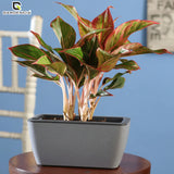 GARDENCIA Recta Self Watering Rectangle 100% Virgin Plastic Pots for Plants | Modern Design | Indoor and Outdoor Flower Pot for Home/Office/Table/Garden/Balcony Decoration | 14 inch