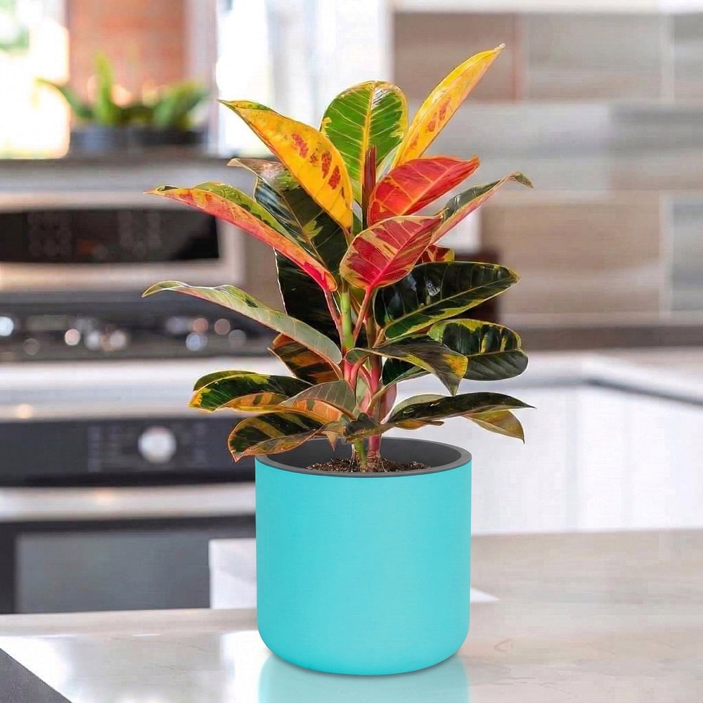 Gardencia Lorenzo Self Watering  Pot 5 Inch - Flower Pots & Indoor Planters for Home Decore, Living Room, Kitchen, Bedroom, Office Desk, Gifting