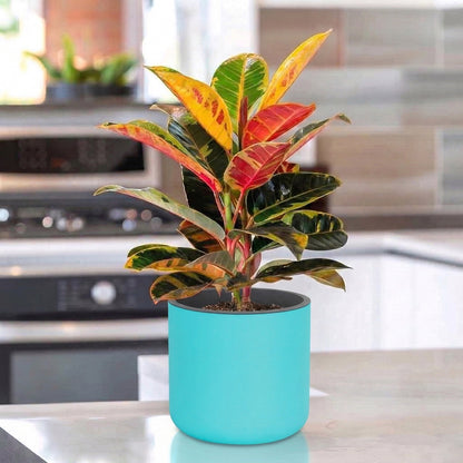 Gardencia Lorenzo Self Watering  Pot 5 Inch - Flower Pots & Indoor Planters for Home Decore, Living Room, Kitchen, Bedroom, Office Desk, Gifting