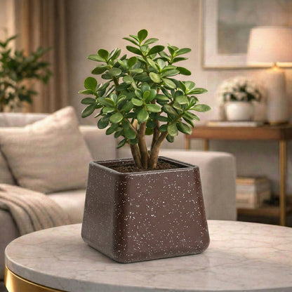 GARDENCIA Roto Tiny 05 Self Watering Square Planter Pot 6"