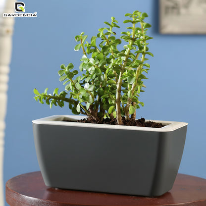 GARDENCIA Recta Self Watering Rectangle 100% Virgin Plastic Pots for Plants | Modern Design | Indoor and Outdoor Flower Pot for Home/Office/Table/Garden/Balcony Decoration | 14 inch